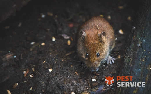 Дератизация в Рубцовске